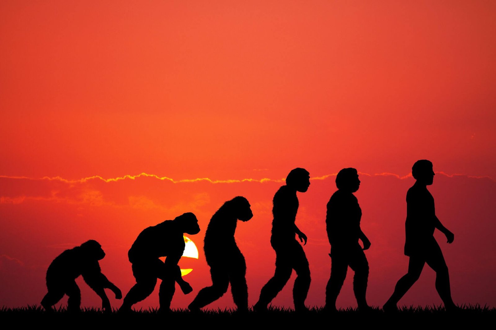 Human evolution