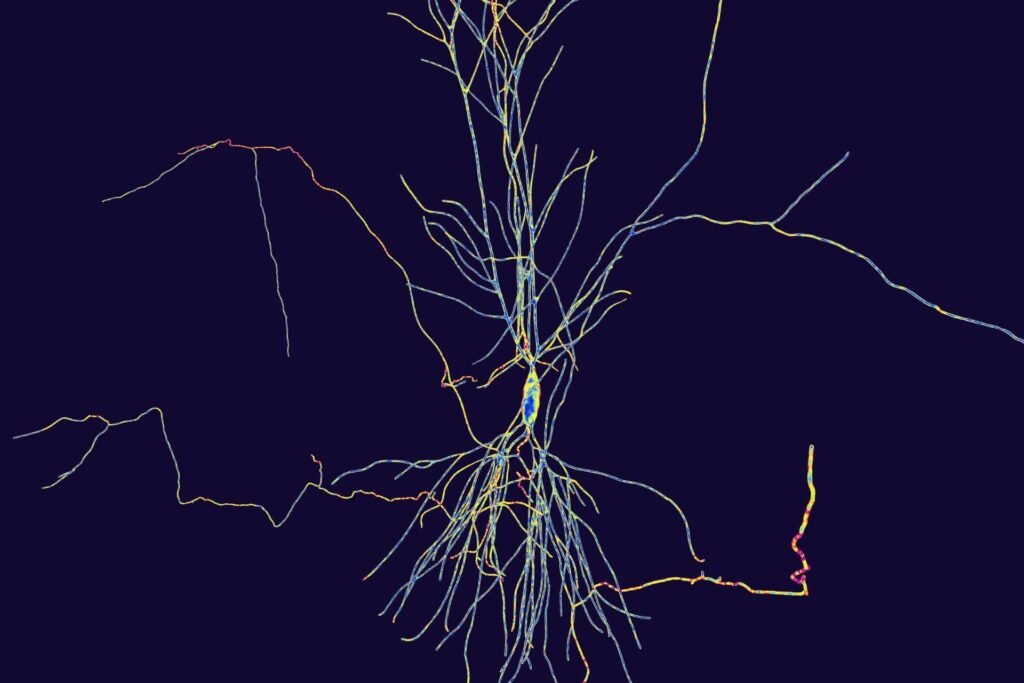 Limbic system